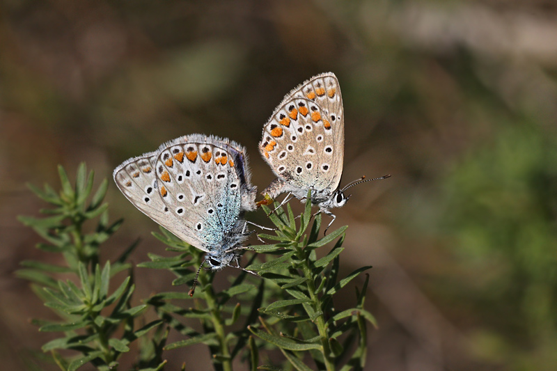 Colias.??? - Colias crocea